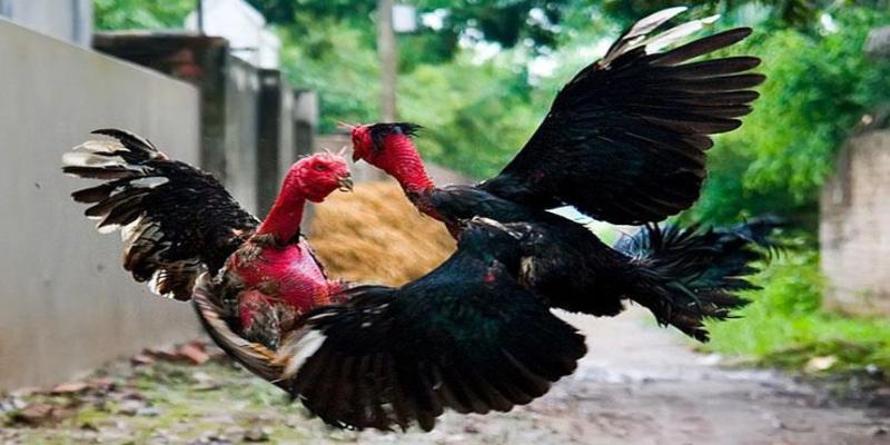 Cách ly gà đá bị thương ra khỏi đàn để tránh lây chéo